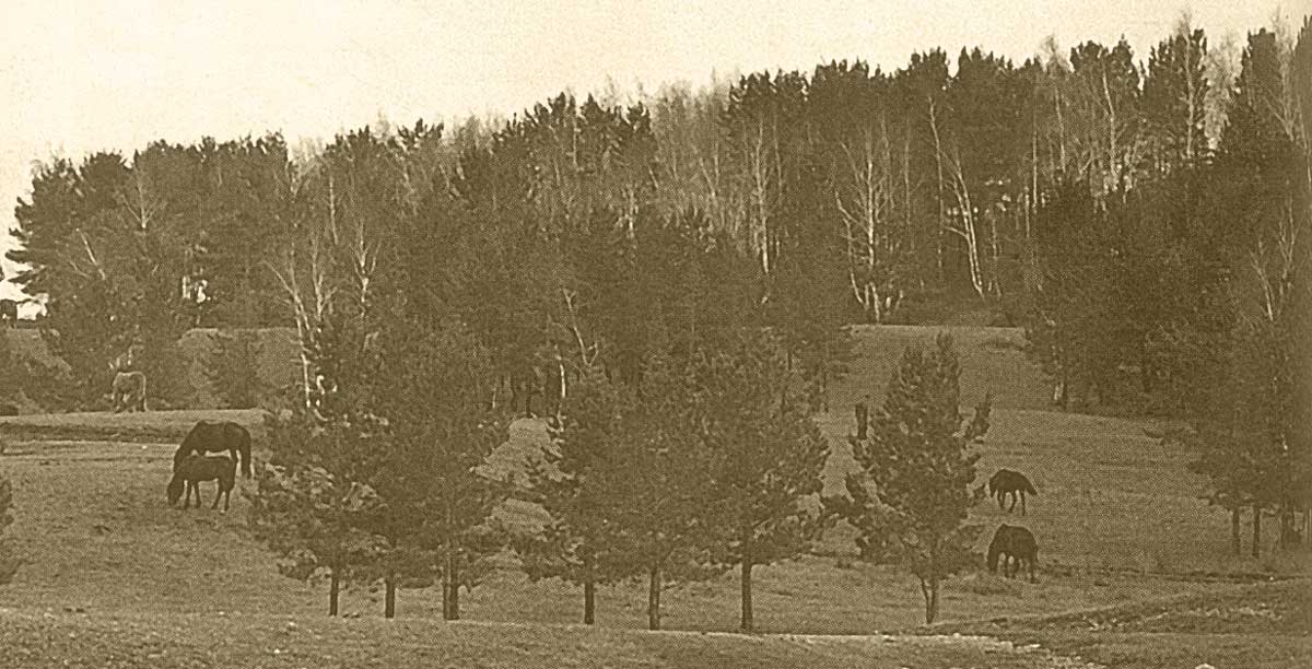 «Колки» Кустанайского уезда. Фото Духина Я.К.